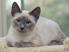 a siamese cat sitting on top of a scratching post