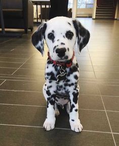 a dalmatian puppy sitting on the floor with his head turned to the side