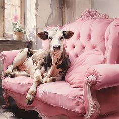 a cow laying on top of a pink couch