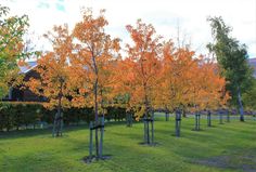 many trees with orange leaves in the grass