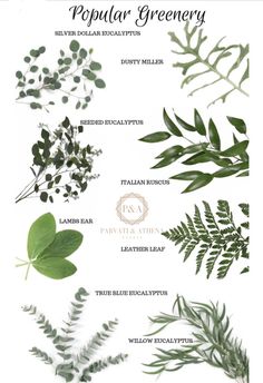 different types of green leaves on a white background with the words popular greenery written below