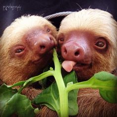 two sloths sticking their heads on each other's noses while eating green leaves