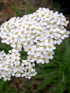 white flowers with yellow stamens are blooming