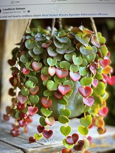 a potted plant with hearts hanging from it