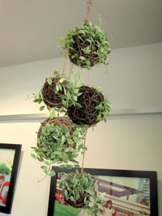 three hanging planters filled with green plants on top of a white wall next to framed pictures