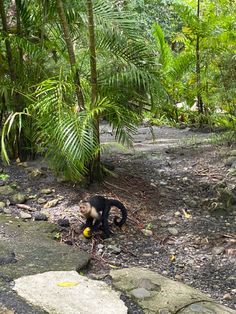 a monkey in the middle of a jungle with rocks and trees around it, eating an orange