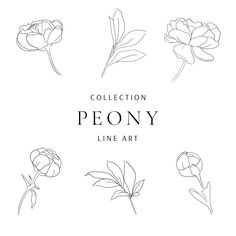 the collection peony line art