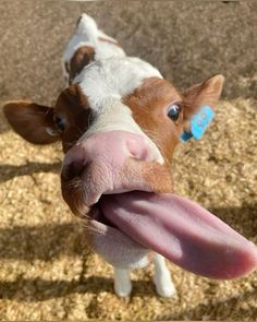 a brown and white cow sticking its tongue out