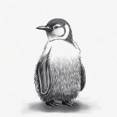 How To Draw A Penguin – A Step-by-Step Art Tutorial - Artlex Draw A Penguin, Little Blue Penguin, Penguin Sketch, Christmas Sketch, Penguin Illustration, Blue Penguin, Penguin Drawing, Ganesh Art Paintings, Pencil Drawings Of Animals