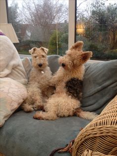 two small dogs sitting on top of a couch next to each other in front of a window