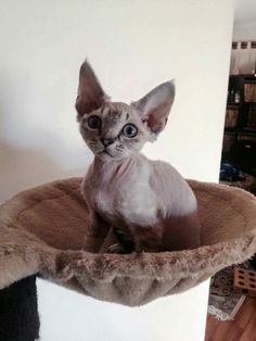 a cat sitting on top of a scratching post