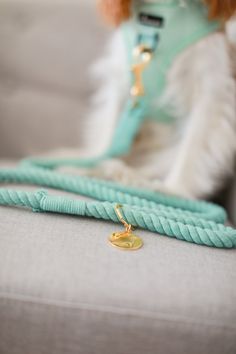 a dog sitting on top of a couch next to a blue leash and gold collar