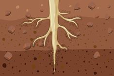 an illustration of a plant with roots in the ground and rocks on the ground behind it