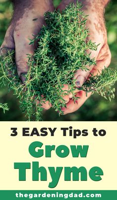 two hands holding green plants with text overlay how to grow thyme indoorss