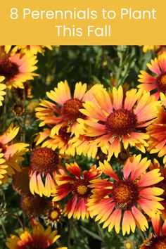 yellow and red flowers with text overlay that says 8 perennials to plant this fall