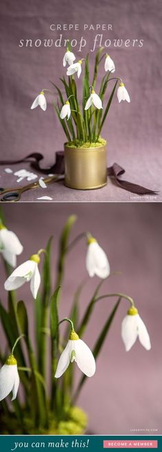 there are white flowers in a pot on the table