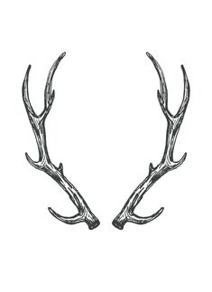 two antlers are shown in black and white on a white background the antlers have long, slender horns