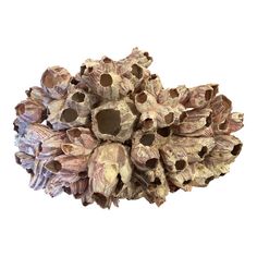 a bunch of dried flowers sitting on top of each other in front of a white background