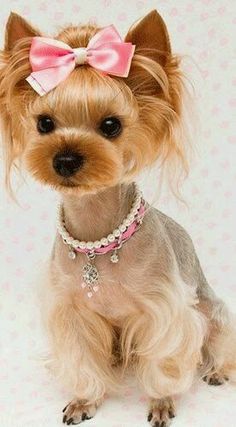 a small dog with a pink bow on it's head