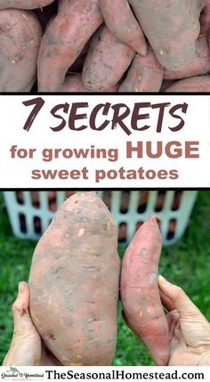 potatoes with the words 7 secrets for growing huge sweet potatoes on it and in front of them