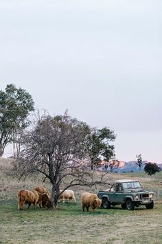 Sandstone Cottage, Future Farms, Farm Lifestyle, Farm Photography, Country Retreat, Farm Cottage, Country Lifestyle, Mountain Photography, The Blue Mountains