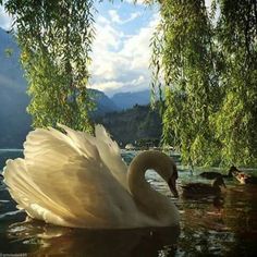 a swan is swimming in the water with an eagle flying over it's head