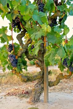 a bunch of grapes are growing on the vine in an outdoor area with dirt and grass