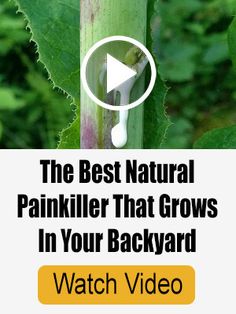 the best natural painkiller that grows in your backyard watch video on how to use it