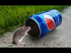 a rodent in front of a pepsi can on the ground