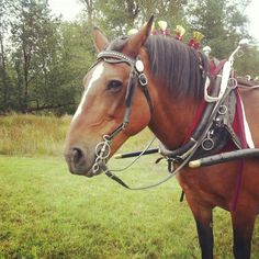 a brown horse standing on top of a lush green field