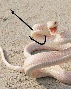 Funny snakes White Snake, Snakes, The World, White