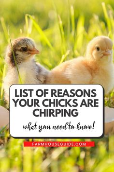 two chickens sitting in the grass next to a sign that says list of reasons your chicks are