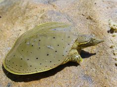 a small turtle sitting on top of a sandy beach