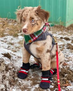 a brown dog wearing skis and boots on top of snow covered ground next to a green building