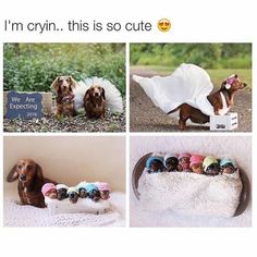 three pictures of dachshunds dressed up in tulle and socks, one with a sign that says i'm cryn this is so cute