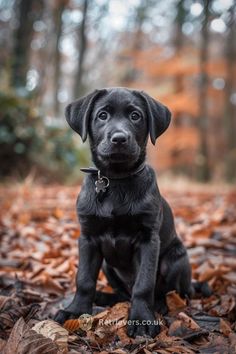 a black puppy is sitting in the leaves