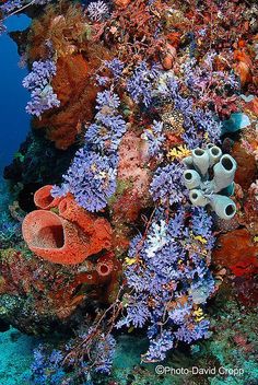 an underwater view of some corals and other marine life