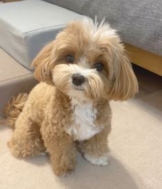 a small brown dog sitting on top of a carpeted floor next to a couch