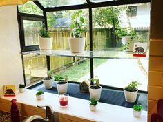 several potted plants sit on a window sill