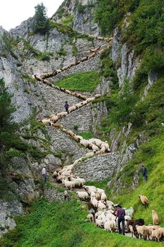 a herd of sheep walking up the side of a mountain