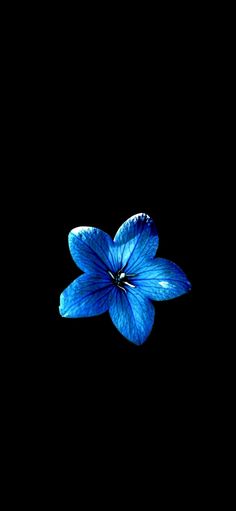 New latest wallpaper of nature Black Screen Flower Background, Single Flower Background, High Definition Flower Wallpapers, Blue Hisbusic Flower Wallpaper, Blue Hibiscus Flower Black Background, Hibiscus Flower Wallpaper Blue, Blue Flower Black Background, Blue Flowers Wallpaper Iphone