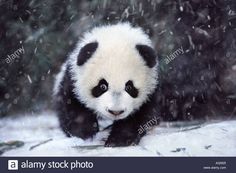 a panda bear sitting on top of snow covered ground