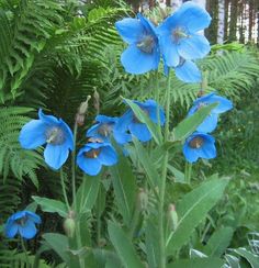 some blue flowers are in the middle of green plants and trees, with ferns behind them