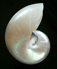 an amethyst shell is shown in the dark with light shining on it's side