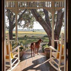 a brown horse standing on top of a wooden porch next to a large white tree