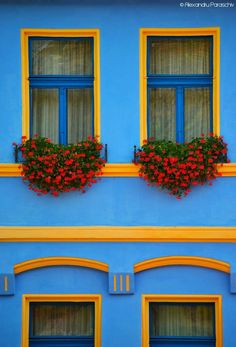 two blue windows with yellow frames and red flowers