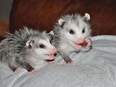 two small hedgehogs sitting on top of a bed next to each other with their mouths open