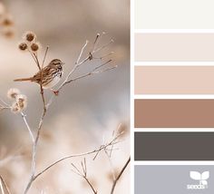 a bird sitting on top of a tree branch next to some brown and white colors