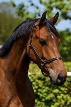 a brown horse with black mane standing in front of some bushes and green trees on a sunny day