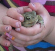 a person holding a small frog in their hands